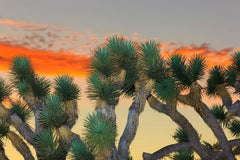 Joshua Tree Bonsai Seeds - 10 Pack - Grow Unique Bonsai Trees - Yucca brevifolia