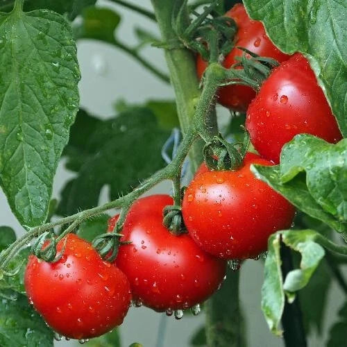 Ace 55 Tomato Seeds - 120+ Heirloom NON-GMO - Fresh, Organic Vegetable Seeds - Solanum lycopersicum