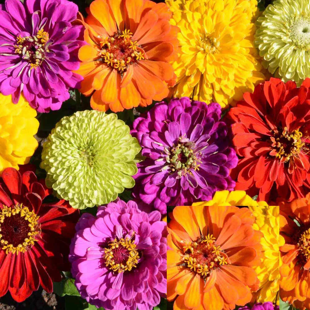 Zinnia Seeds Rainbow Mix - PAINTED WAGONS Variety for Butterflies & Hummingbirds - Non-GMO, 200 Seeds