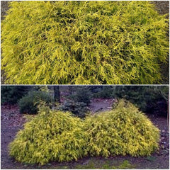 Golden Mop False Cypress Live Plant 6+ Inches Chamaecyparis pisifera Evergreen Shrub