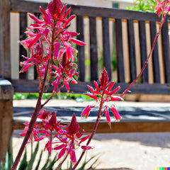 Red Yucca Seeds - 20+ Seeds - Hesperaloe parviflora - Hummingbird & Butterfly Attracting Plant