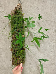 Jungle Log Garden - Peperomia & Rabbits Foot Fern | Unique Plant Display | SapphireChild Orchids