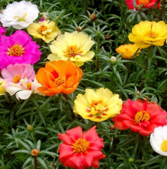 Moss Rose Flower Seeds 1000+ Double Mix Annual Succulent Portulaca Grandiflora