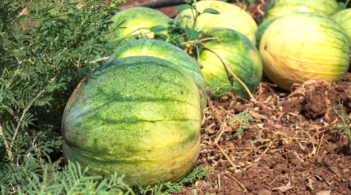 Big Tasty Seedless Watermelon Seeds - 50+ Pack for Planting - Citrullus lanatus - USA Grown - Free Shipping