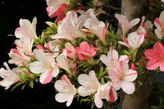 Azalea Starter Plant - Bi-Color Striped Blooms - Rhododendron Deciduous - Perfect for Gardens and Landscapes