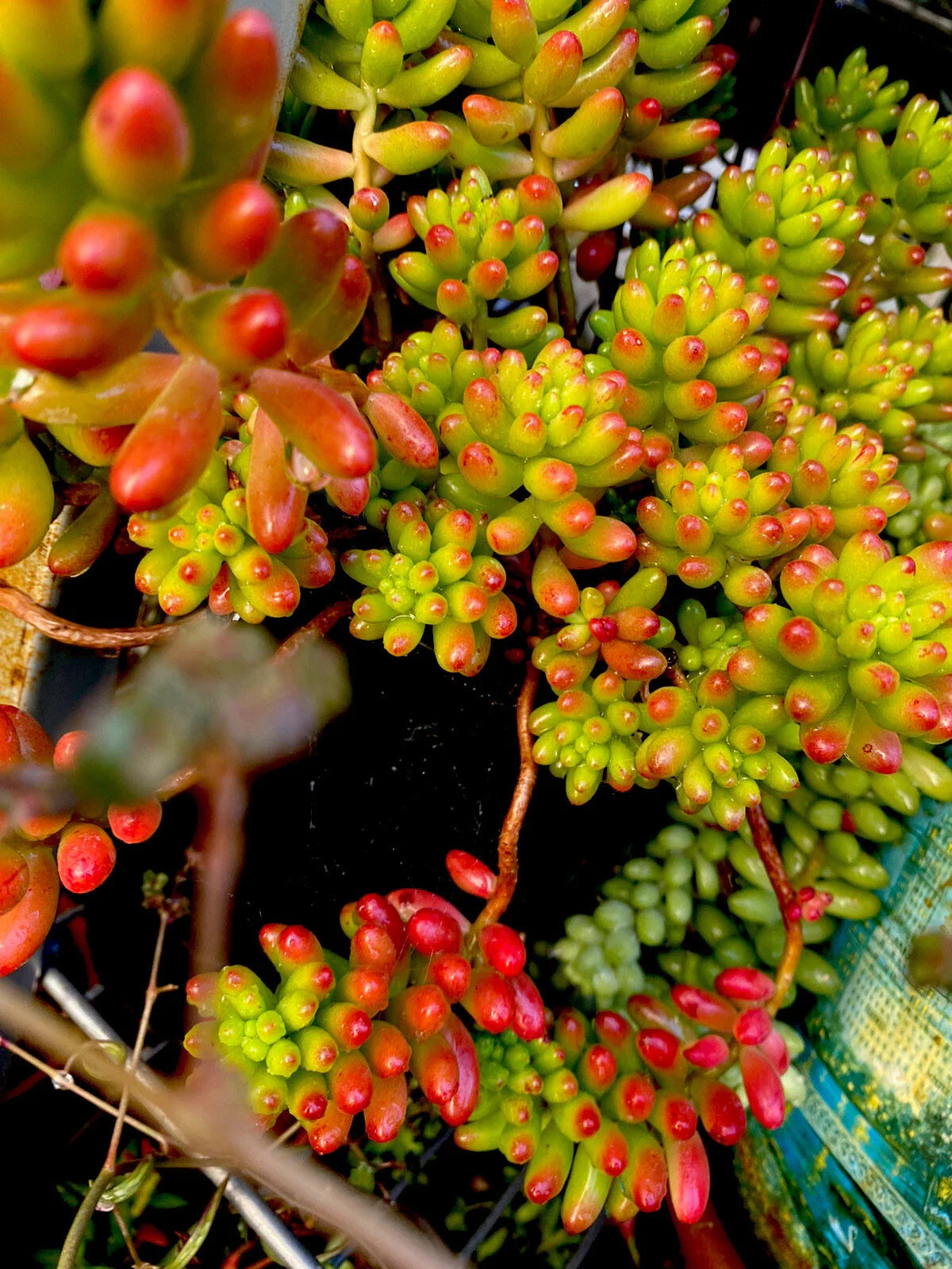 Sedum Rubrotinctum 'Pork & Bean' Jelly Beans Succulents - Variegated Cuttings, 6 Pack - Ideal for Indoor Gardening
