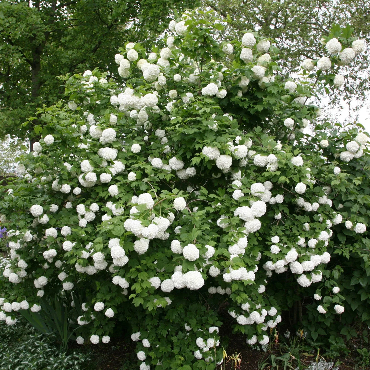 Viburnum opulus Roseum 5 Rooted Cuttings - High-Quality Plugs for Garden Planting