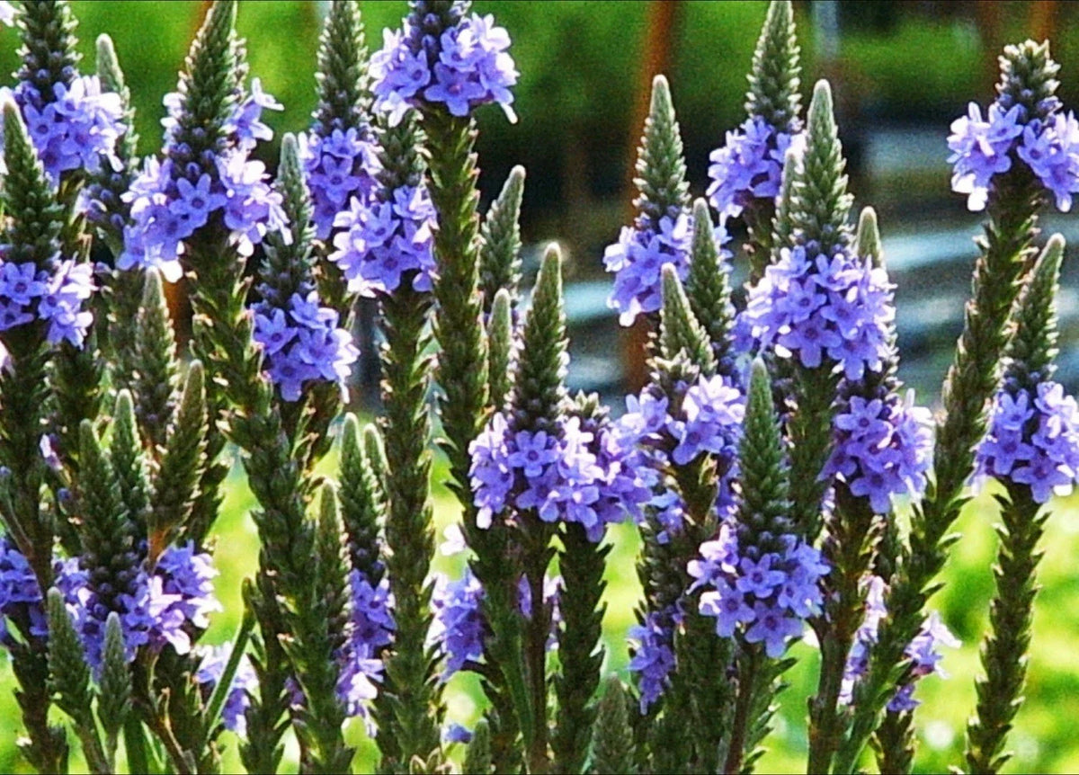 Blue Vervain Seeds - 200+ Perennial Native Wildflower for Herb Tea, Drought-Tolerant Garden (Verbena hastata)