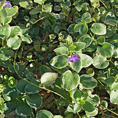 Variegated Vinca Groundcover Starter Vines - 8 Lavender Periwinkle Flower Plants - Rooted (Vinca minor)