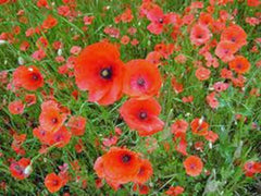 Shirley Poppy Seeds - 500 Bright Red Flower Seeds - Long Lasting Blooms - Papaver rhoeas
