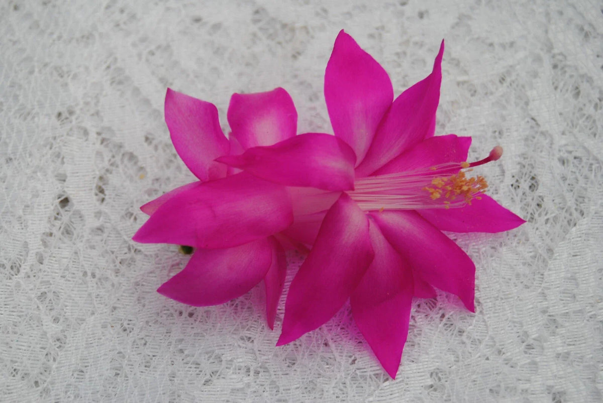 Christmas Cactus Starter Plant - Fortune Queen - Schlumbergera Truncata - Easy Care Indoor Succulent for Holiday Decor