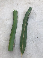 White Flesh Dragon Fruit Cuttings - 10”-12” Fresh Pitaya Succulent Cactus - No Root - Hylocereus undatus