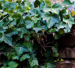 English Ivy Rooted Cuttings 6-8 Inches - Excellent Ground Cover for Hanging Baskets - Hedera helix