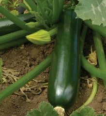 Zucchini Seeds 30+ Black Beauty Squash Culinary Vegetables Cucurbita pepo