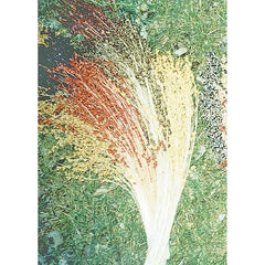 Broom Corn Seeds - 50 Multicolor Non-GMO Heirloom Seeds - Zea mays subsp. mays