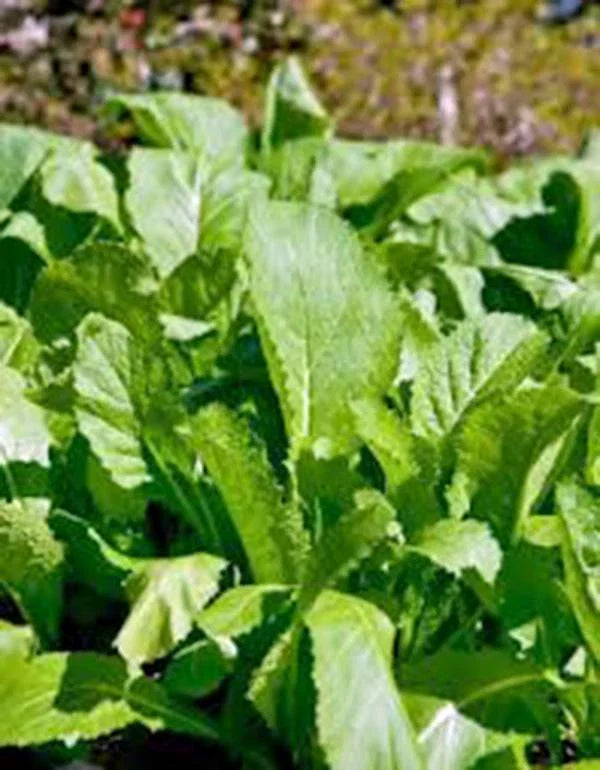 Mustard Greens Seeds - Old Fashioned Green Heirloom, Non-GMO, 500 Seeds, Brassica juncea