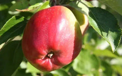 25+ Berner Rosen Apple Seeds for Garden Planting, Malus domestica, Heirloom Variety, USA Grown, Free Shipping