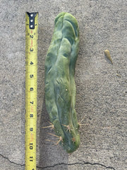 Dragon Cactus Plant - Bruce's Variety - Unique Indoor Succulent - (Selenicereus)