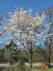 Japanese Flowering Cherry Seeds, 10 Pack, Prunus serrulata, Ornamental Tree, Beautiful Pink Blooms