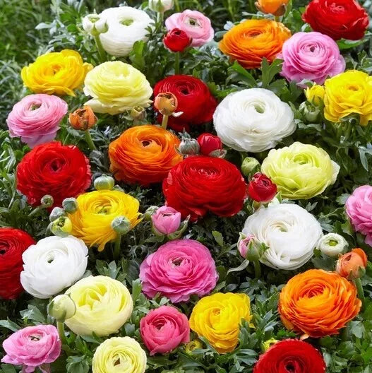 Ranunculus Seeds 100 Persian Buttercup, USA Grown, Spring Planting, Flower Seeds, Ranunculus asiaticus