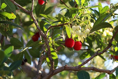 Strawberry Tree Seeds - 20+ Evergreen Seeds - Arbutus unedo - Free Shipping US