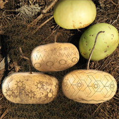 Corsican Gourd Seeds - Hard-Shelled Ornamental Gourds - Ideal for 2025 Planting - Cucurbita myosuroides