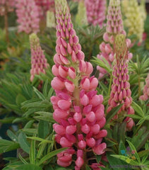 Gallery Pink Lupine Seeds - 25+ Pack - Lupinus polyphyllus - Ideal for Garden Planting - USA