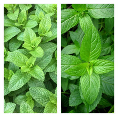 Mixed Mint Seeds 500+ Peppermint & Spearmint Herbs, Non-GMO Heirloom, Organic Culinary Garden Planting