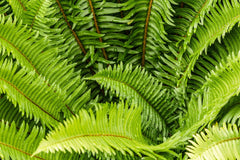 Western Sword Fern Seeds, Large 3' x 3', Hardy to -4°F, Polystichum munitum, Ideal for Gardens and Landscaping