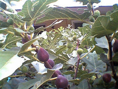 Fig Tree Cuttings 7 Pcs Marseilles Black Delicious Hardy Ficus carica