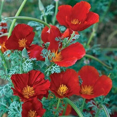 California Poppy Seeds - Red Chief Variety - Pollinator Friendly - Non-GMO - 1000 Seeds - Eschscholzia californica
