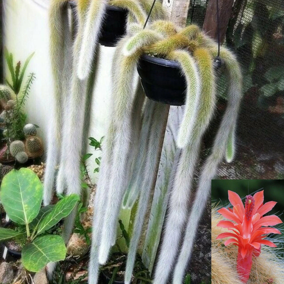 Monkey Tail Cactus Plant - Hildewintera colademononis - Unique Succulent Variety