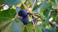 LSU Purple Fig Seeds - 100+ Count - Garden Planting - Ficus carica - USA