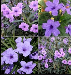 Purple Mexican Petunia Live Plants - 5 Plugs - 5-7" Tall - Ruellia Simplex