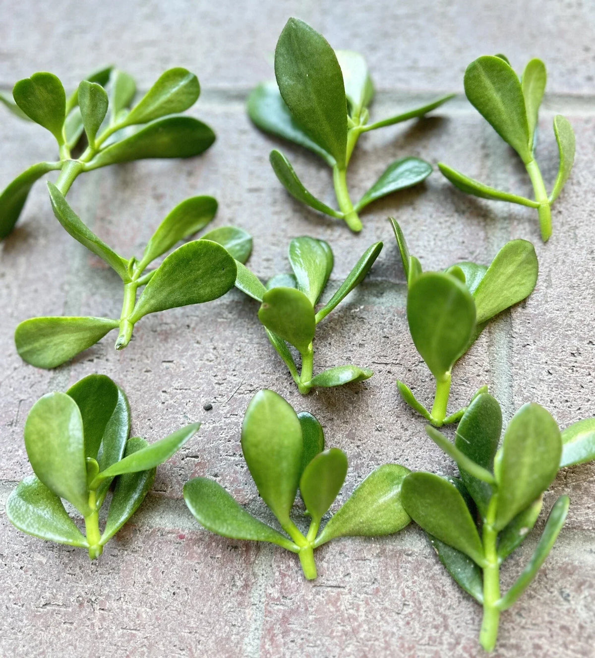 Jade Plant Cuttings - 5 Money Succulent Cuttings 3" to 5" - Lucky Plant - Crassula ovata