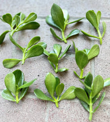 Jade Plant Cuttings - 5 Money Succulent Cuttings 3" to 5" - Lucky Plant - Crassula ovata