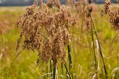 Wool Grass Seeds - 1000+ Count - Native Wildflower for Marsh Wetlands - Scirpus cyperinus