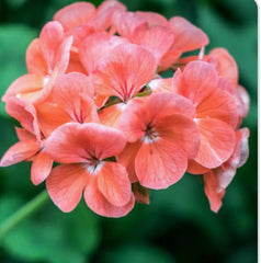 Zonal Geranium Cuttings 10 Stems Coral Pelargonium for Rooting Plant Propagation 🌱