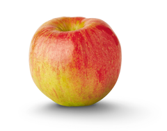 Dwarf Apple Tree Cuttings - 12 Organic Live Grafting Scions - Ideal for Rooting - Malus domestica