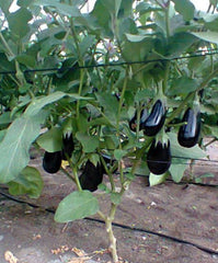 Black Beauty Eggplant Seeds - 50+ Heirloom, Non-GMO, Organic - Solanum melongena
