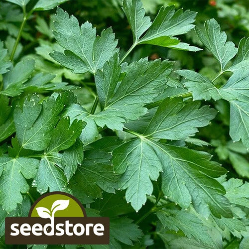 Italian Dark Green Parsley Seeds | Heirloom Non-GMO | Petroselinum crispum | Free Shipping