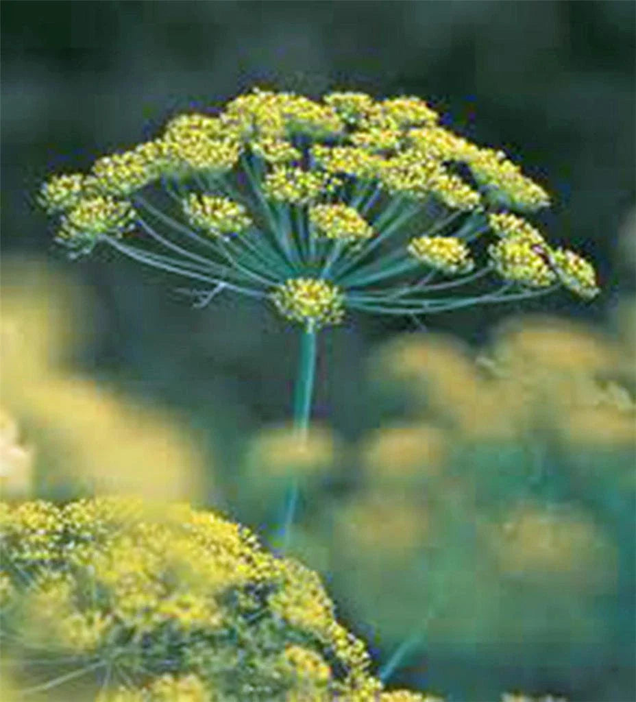 Dill Seed 500 Seeds Heirloom Non-GMO Bouquet Dill (Anethum graveolens) Herb Spice Seeds