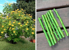 Bolivian Sunflower Cuttings - Mexican Tree Daisy Perennial Tithonia diversifolia - Easy to Grow, Vibrant Yellow Blooms