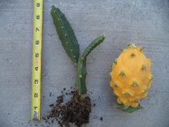 Rooted Yellow Dragon Fruit Plant - Healthy Young Plant 6"-8" H - Hylocereus megalanthus