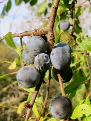 Black Thorn Cutting 2pcs - Exotic Fruit - Diospyros digyna - Rare Tropical Plant Cuttings