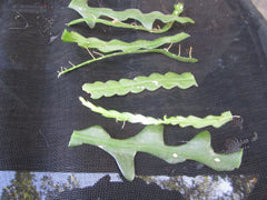 Fresh Unrooted Cuttings - Fish Bone Cactus, Epiphyllum anguliger - 6 Pieces