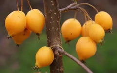 25+ Comtesse de Paris Crabapple Seeds for Garden Planting - Malus 'Comtesse de Paris' - USA - Heirloom Variety