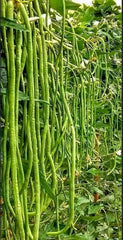 Green Yard Long Bean Seeds - 20+ Non-GMO Asian String Beans (Sitaw) - Heirloom Vegetable Seeds for Home Gardening