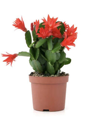Christmas Cactus Cuttings 3 Segments Healthy Mature Plant Schlumbergera