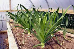 Leek Seeds - 25+ Heirloom American Flag Variety - Crisp Sweet Flavor - Allium ampeloprasum
